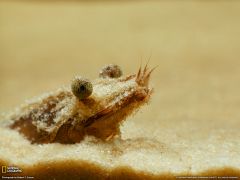 Tapeta National Geographic 527.jpg